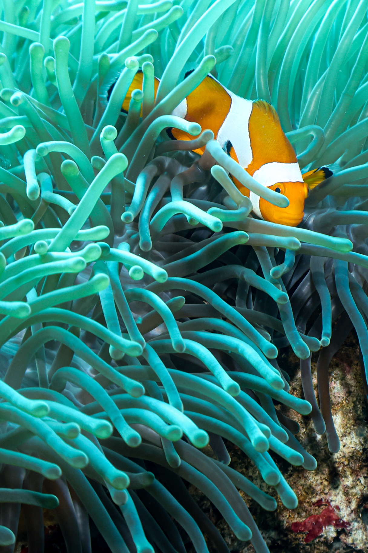 Hidden in the depths — An underwater photo essay capturing the subtle, surprising moments of marine life.